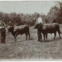 Farmers with calves in field